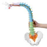 RONTEN Human Spine Model Life Size Colorful 34" Spine Model Flexible Spine Anatomical Model