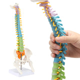 RONTEN Spine Model 16.5" Colorful Human Spine Anatomy Model