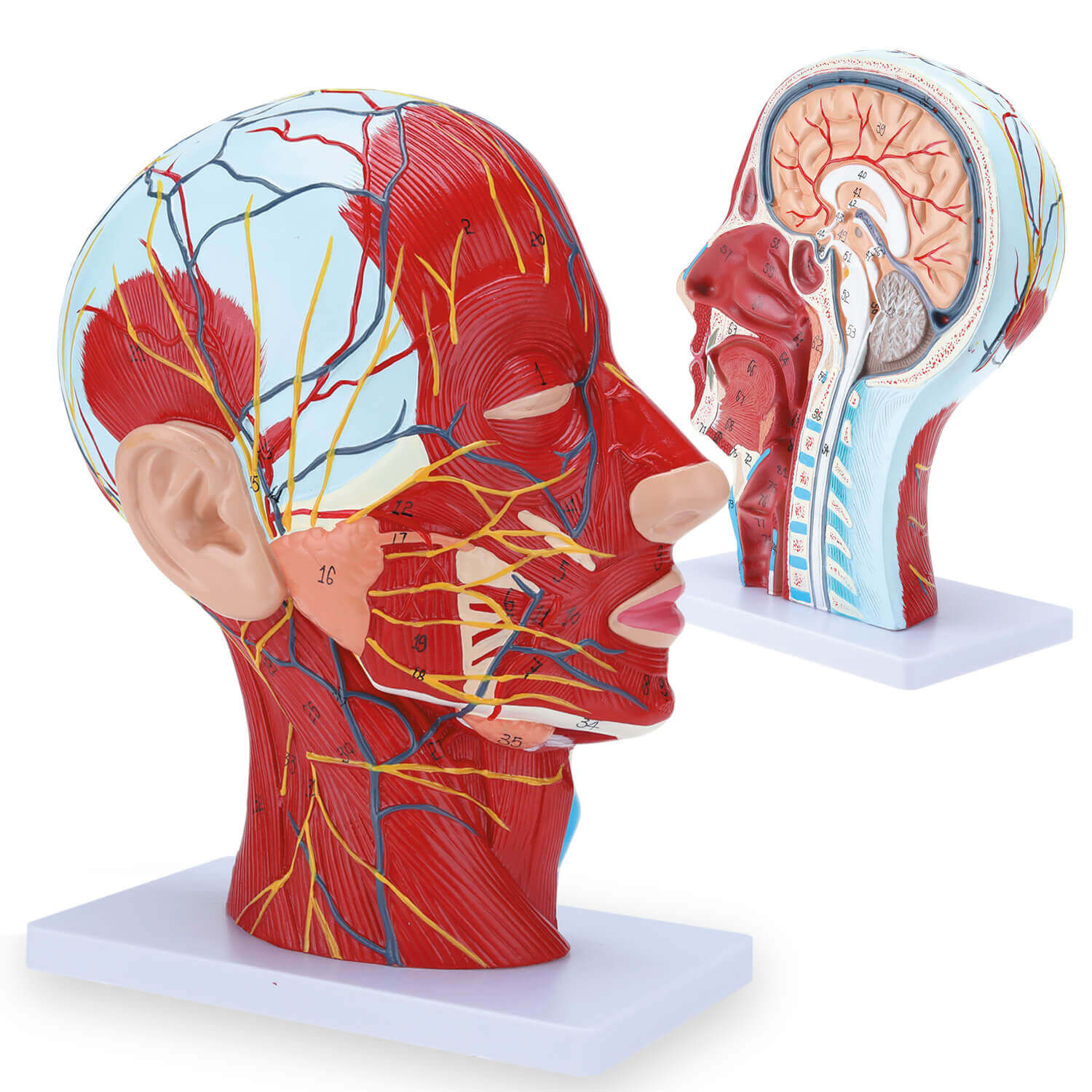RONTEN Human Half Head Superficial Neurovascular Model Anatomical Head Model