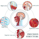 RONTEN,Half Head Superficial Neurovascular Model,display model,medical school,Anatomical Head Model,anatomical models