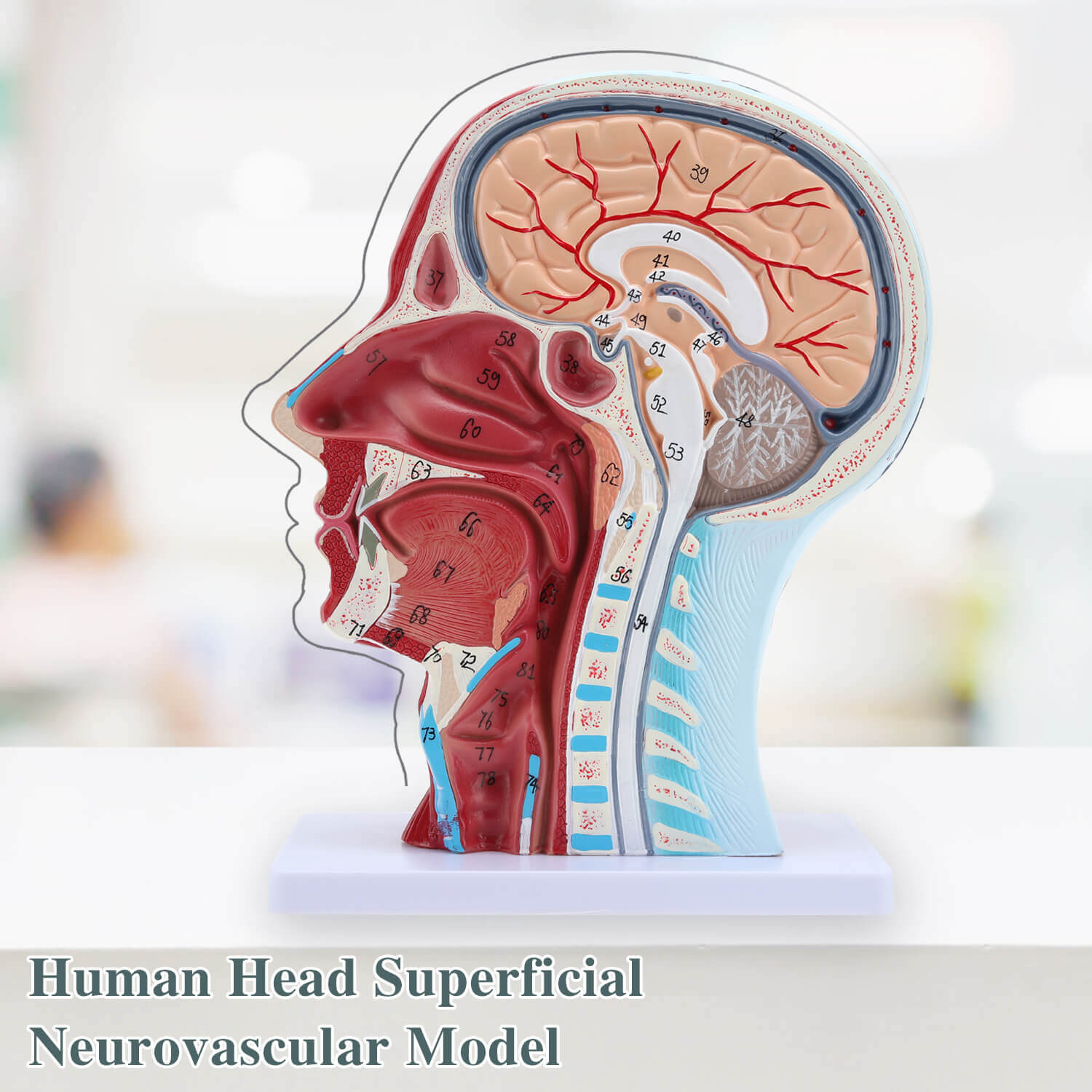 anatomical models,medical education models,Half Head Superficial Neurovascular Model,RONTEN,medical school,display model