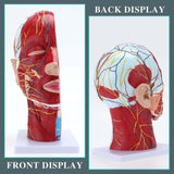 Anatomical Head Model,Half Head Superficial Neurovascular Model,RONTEN,medical school,display model