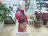 RONTEN 11 inch Teaching Model Torso Human Body Model Anatomy Model